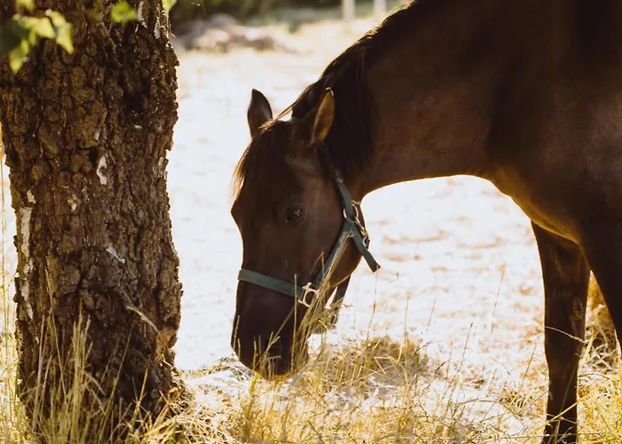 Feriehus Boho Sfera *